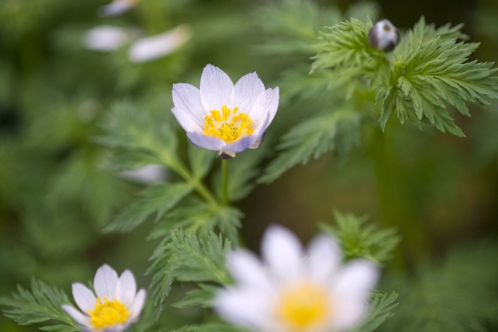 Адонис летний