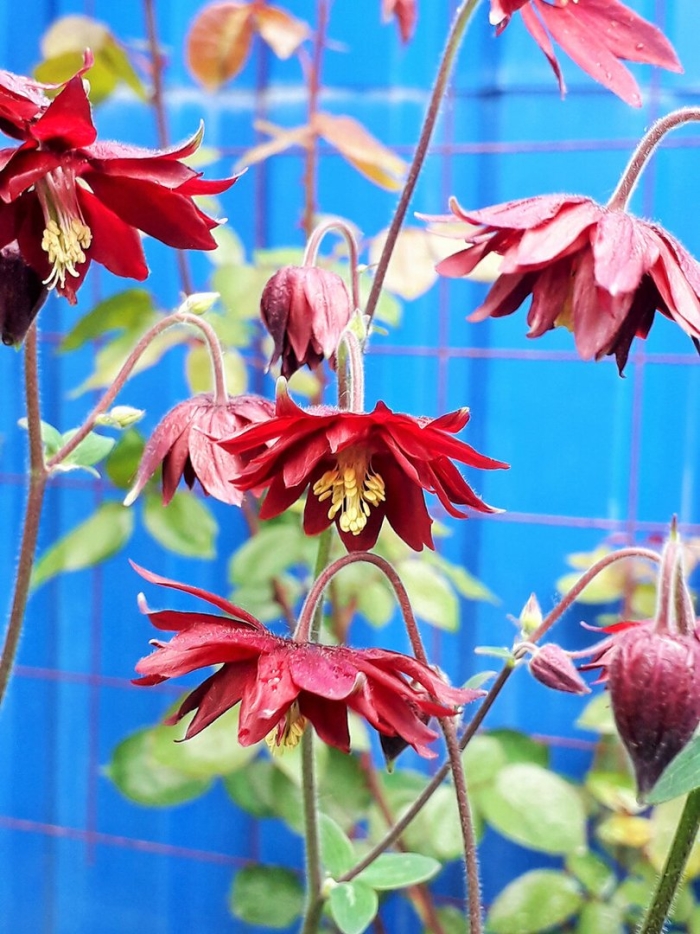 Аквилегия водосбор