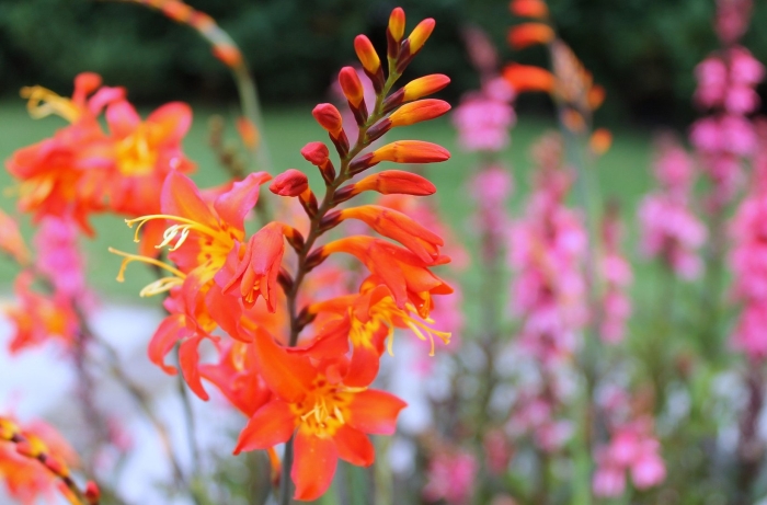 Монтбреция крокосмия японский гладиолус