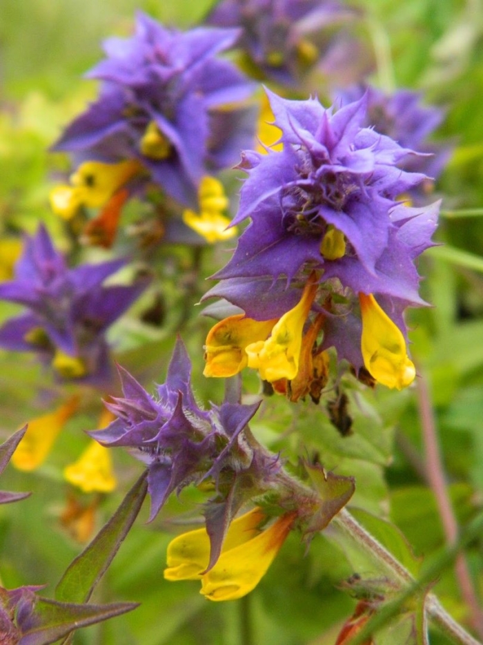 Марьянник дубравный