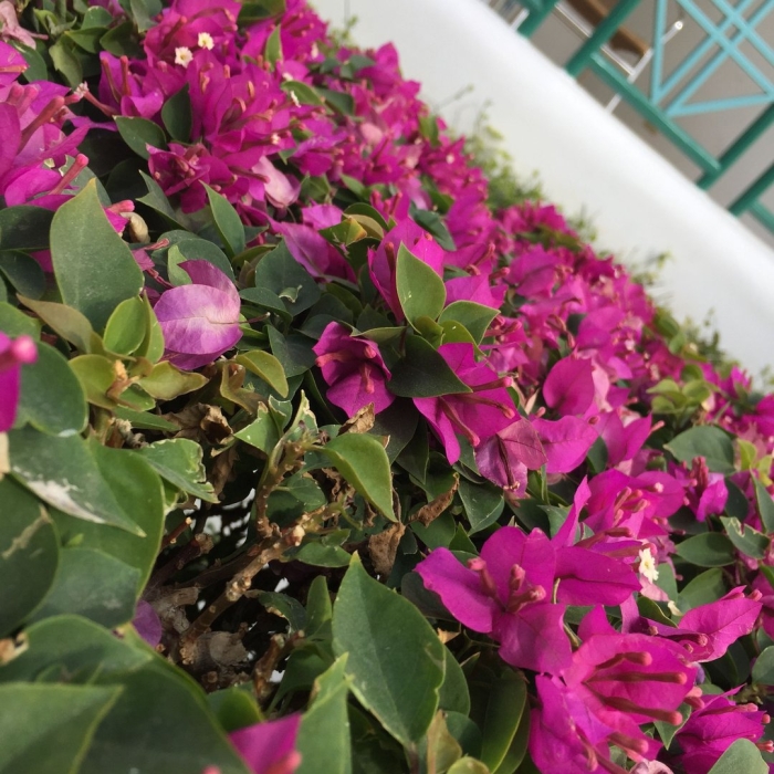 Бугенвиллия vera deep purple