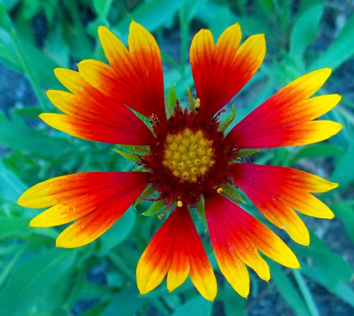 Gaillardia aristata