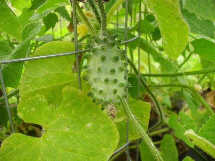 Кивано африканский огурец