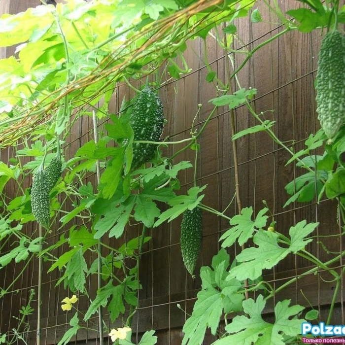 Момордика найя