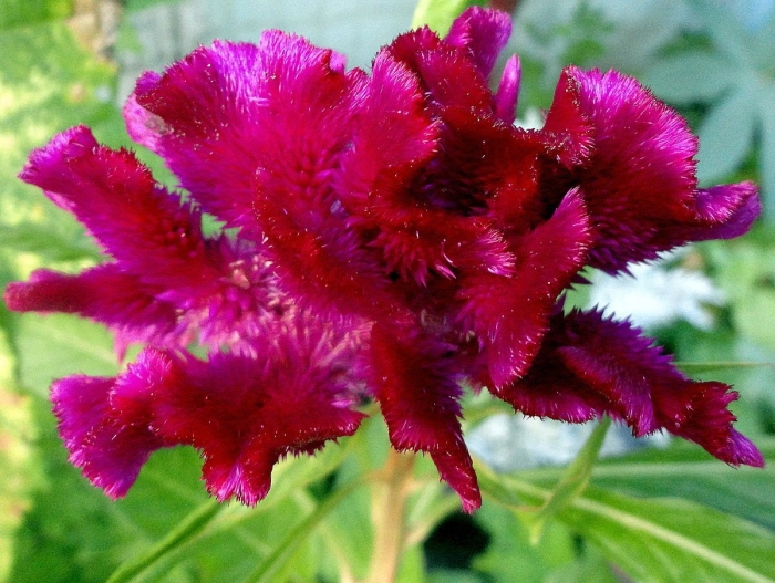 Цветок целозия петушиный гребешок