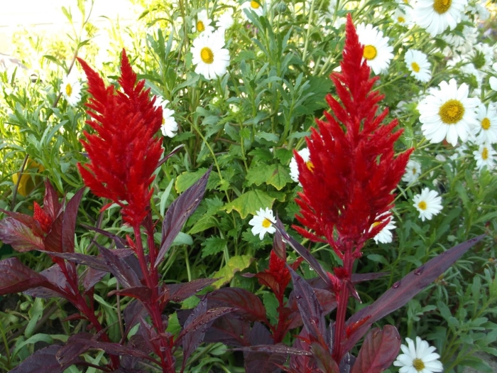 Петушки целозия