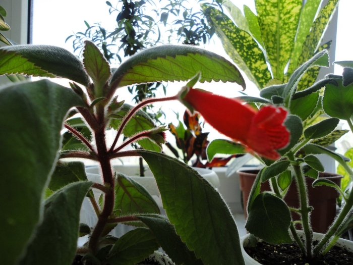 Колерия nanny