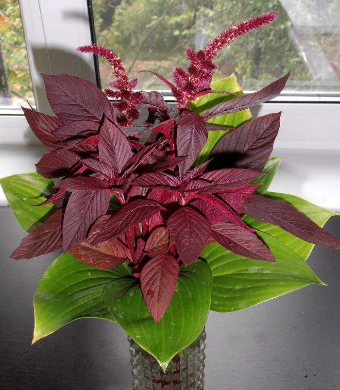 Цветок амарант