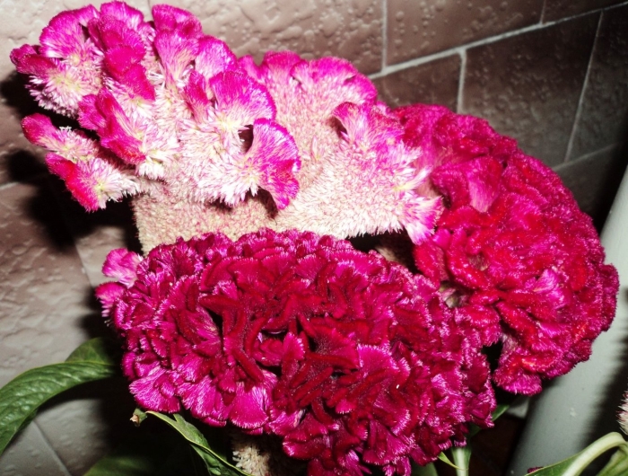 Целозия твистед