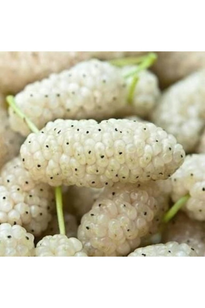 Шелковица белая медовая