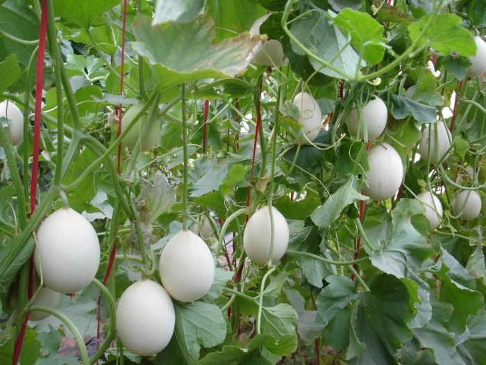 Дыня белая