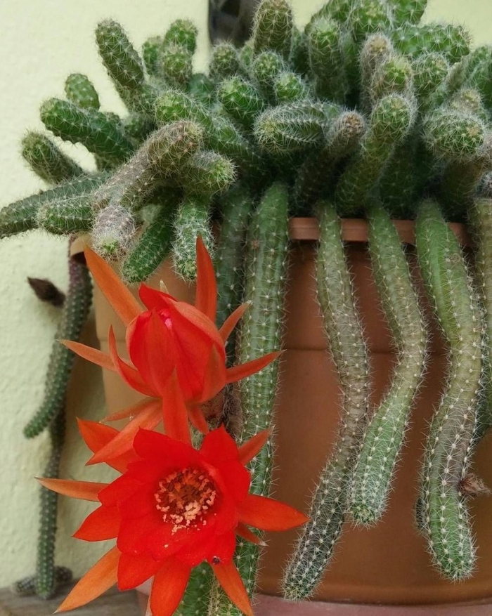 Хамецереус сильвестра кактус