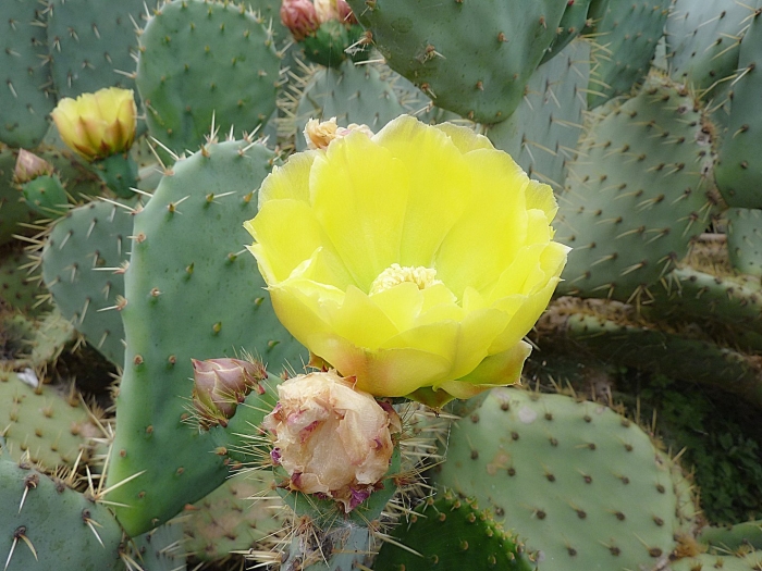 Опунция садовая (opuntia)