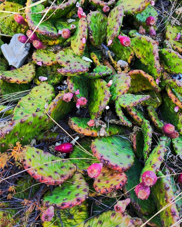 Крымский кактус опунция