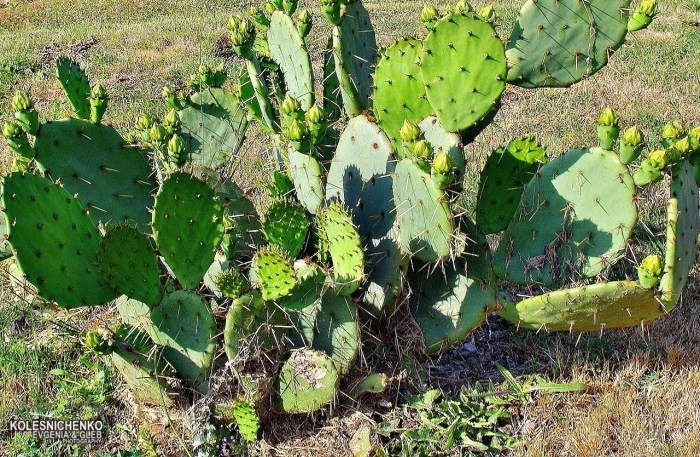 Опунция кактус