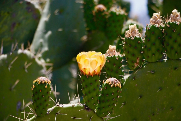 Кактус опунция сальма