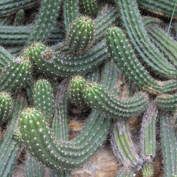 Эхинопсис кандиканс