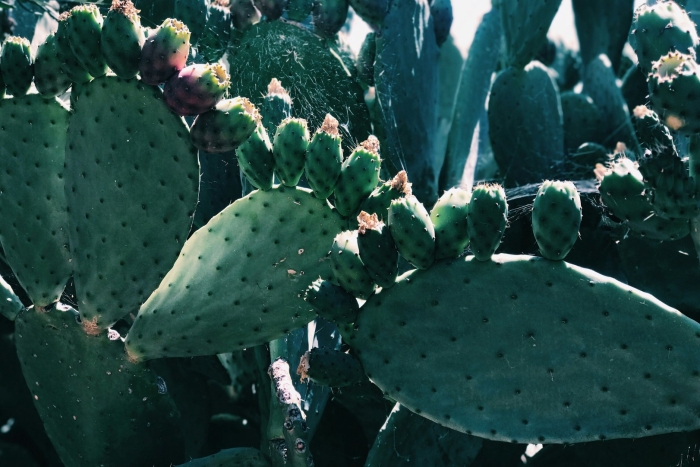 Кактус абхазии опунция