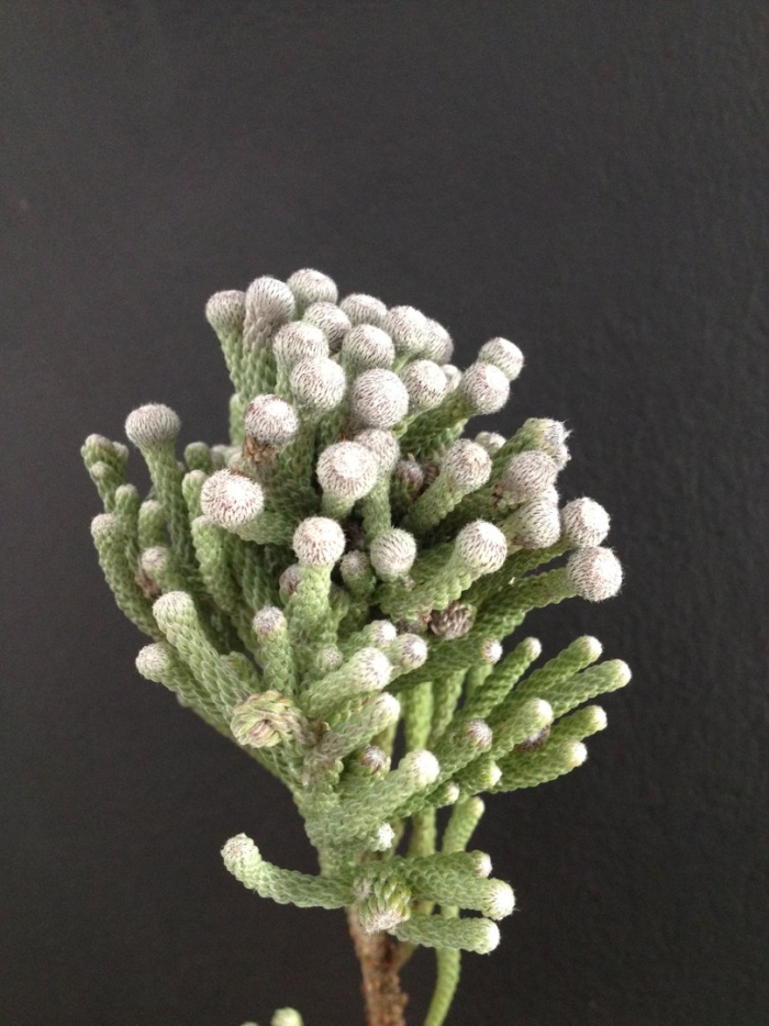 Капс бруния сильвер