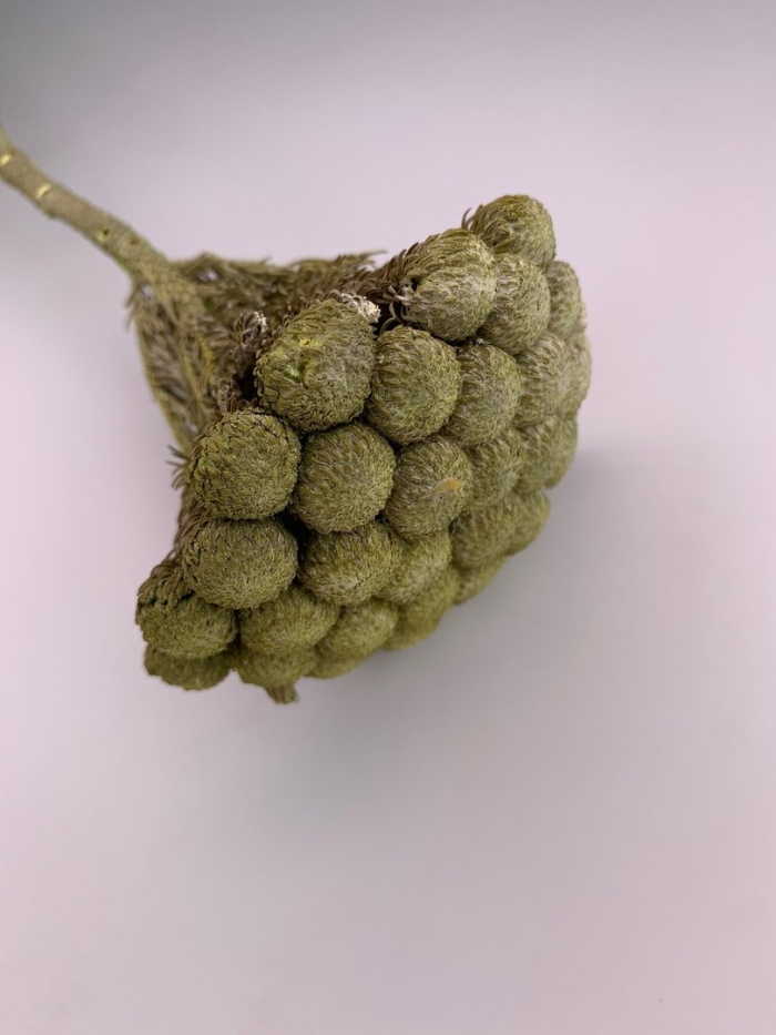 Бруния зеленая