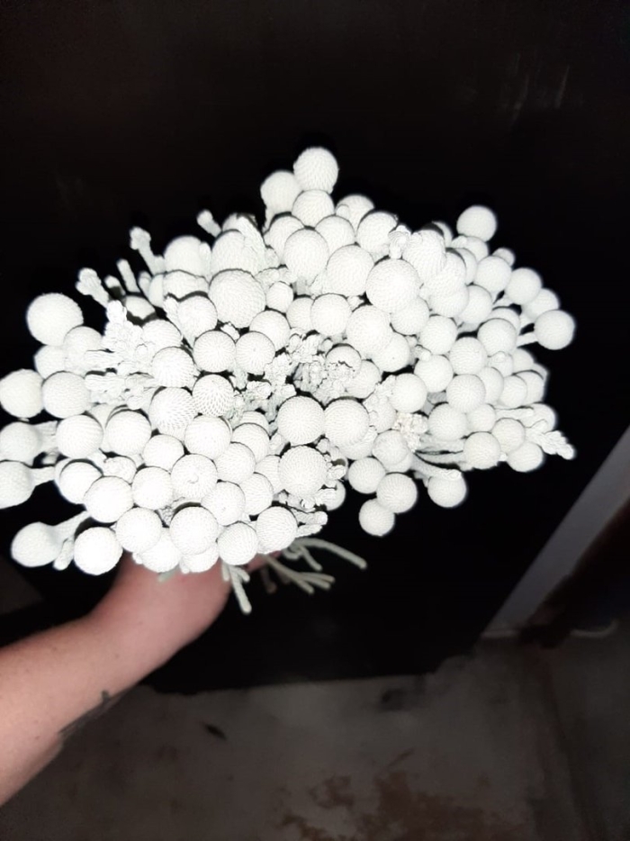 Бруния сильвер