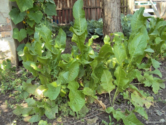 Хрен огородный