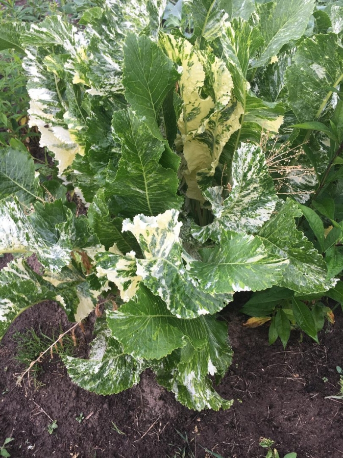 Хрен пестролистный