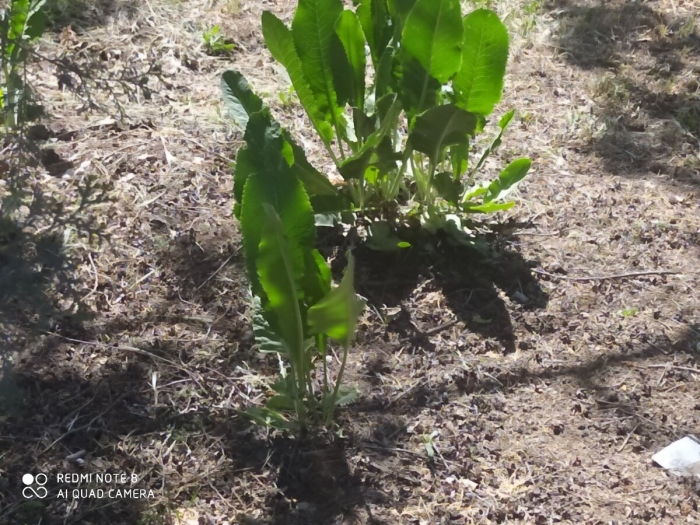 Хрен растение