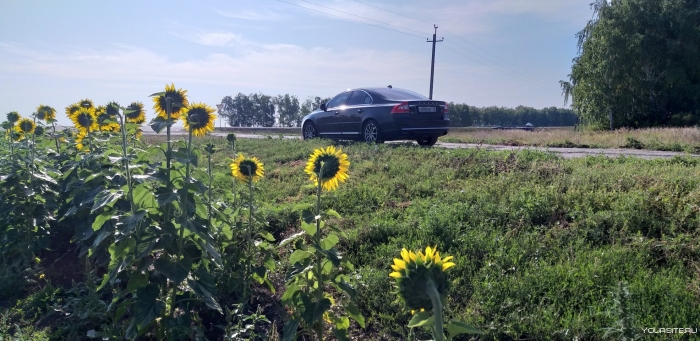 Поле подсолнух