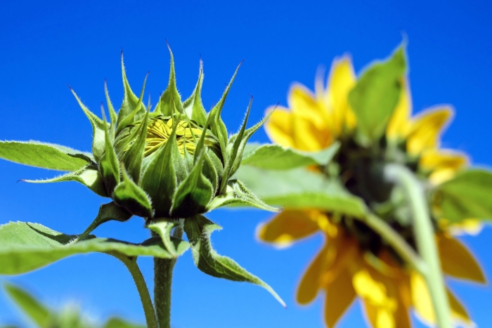 Лист подсолнуха