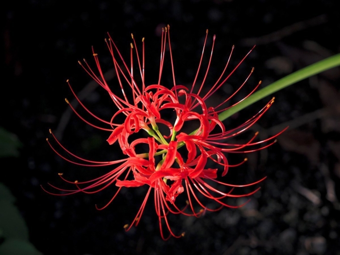 Цветок паучья лилия