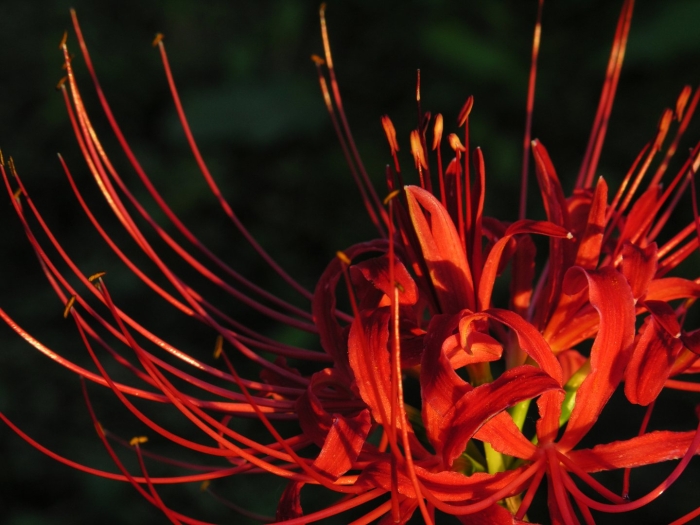 Ликорис паучья лилия