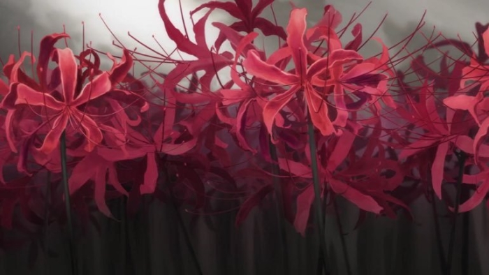 Ликорис паучья лилия токийский гуль