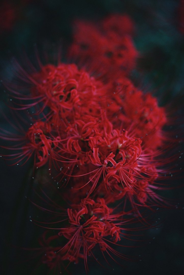 Ликорис цветок смерти