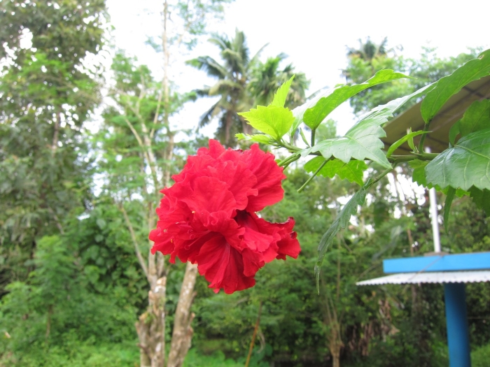 Гибискус цветок смерти почему