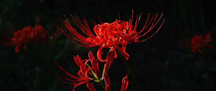 Хиганбана красная паучья лилия