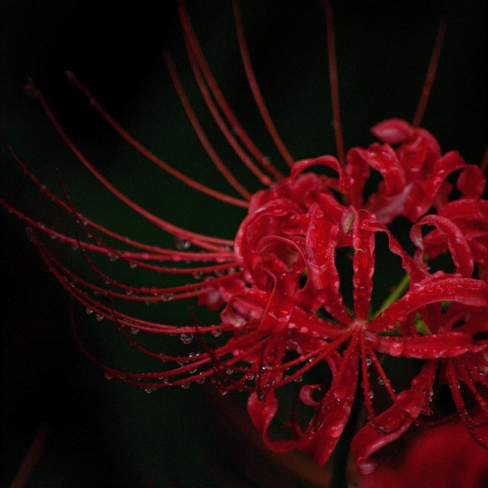 Красная паучья лилия