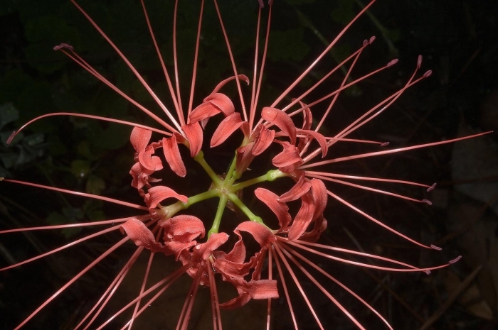 Цветок паучья лилия