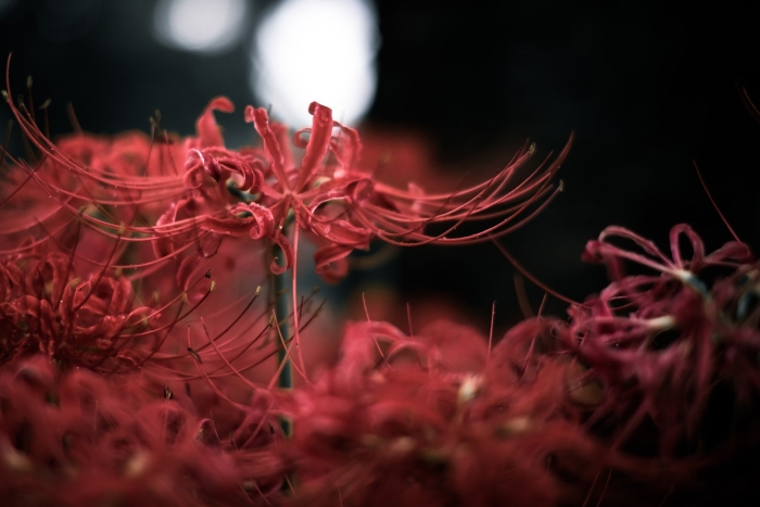 Хиганбана ликорис