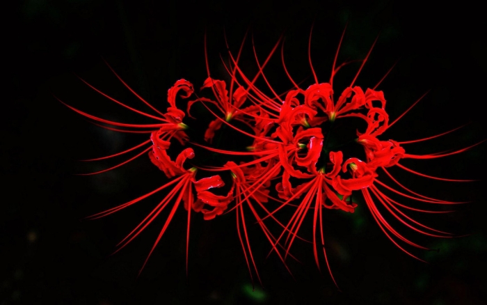 Хиганбана красная паучья лилия