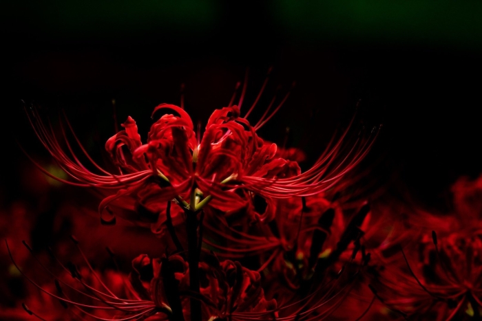 Ликорис паучья лилия