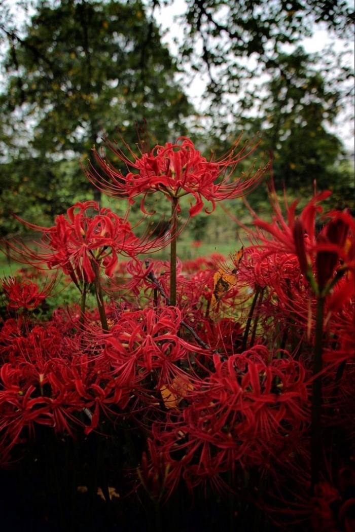 Хиганбана красная паучья лилия