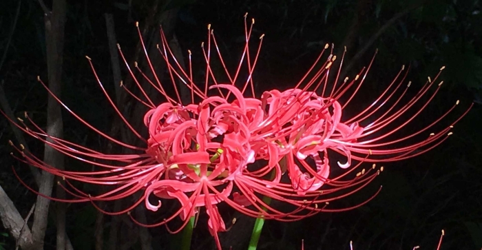 Хиганбана ликорис