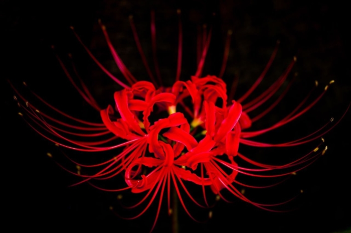 Хиганбана ликорис