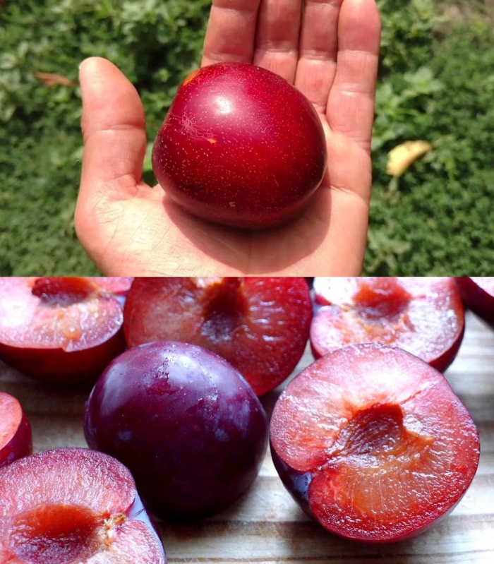 Алыча шарафуга