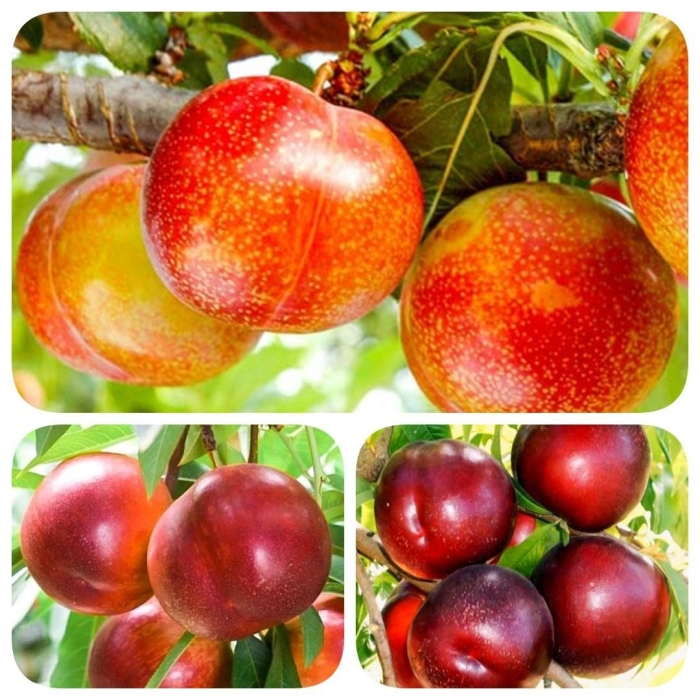 Шарафуга белла голд