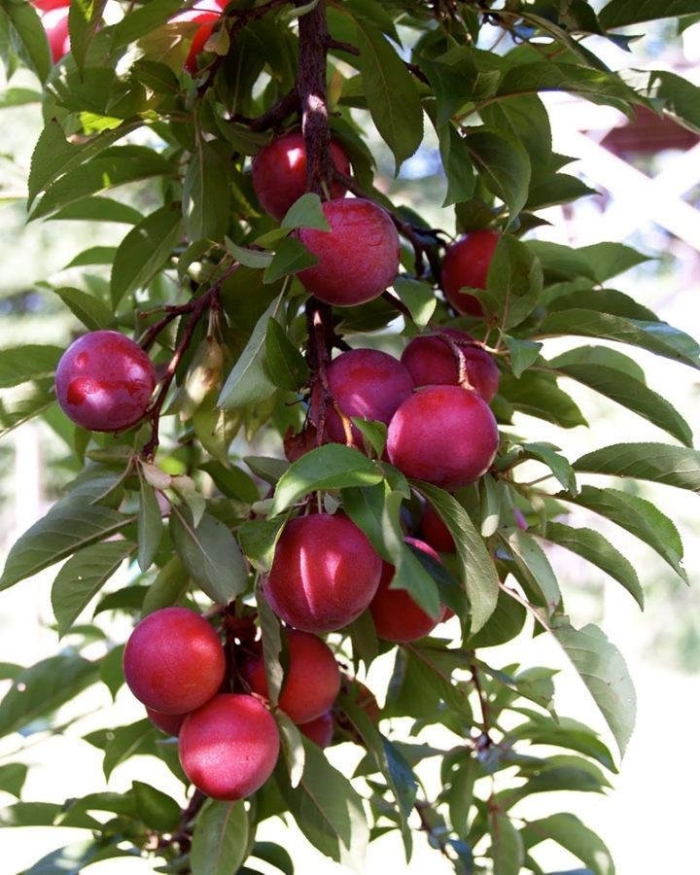 Шарафуга вельвет санрайз