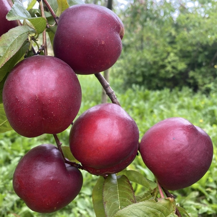 Нектарин лола