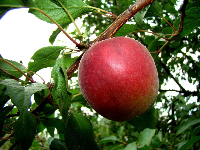 Шарафуга плоды