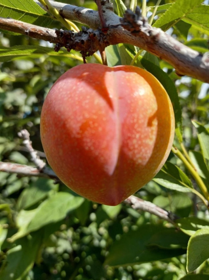 Гибрид слива персик абрикос шарафуга
